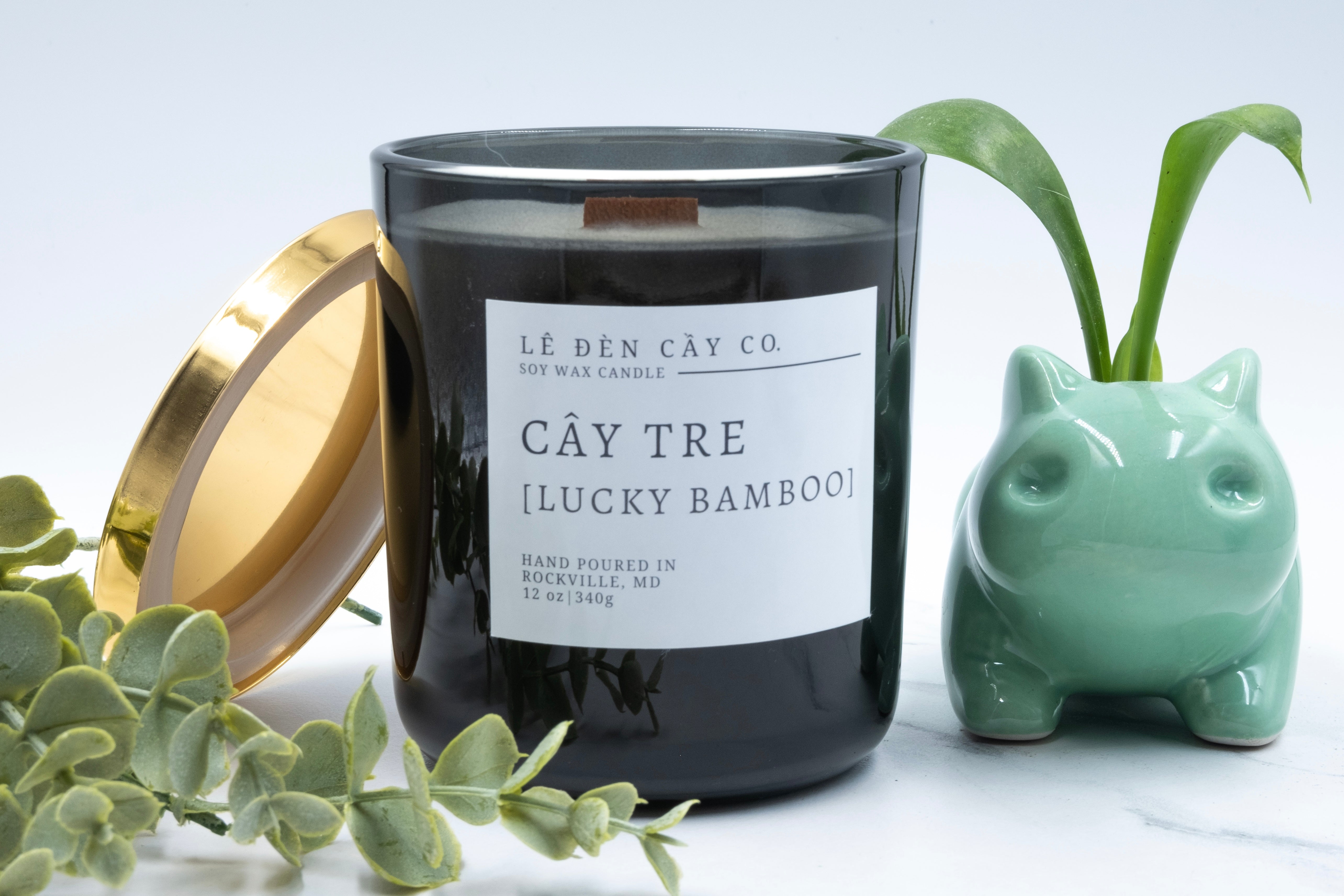 lucky bamboo wax CÂY TRE [LUCKY BAMBOO]